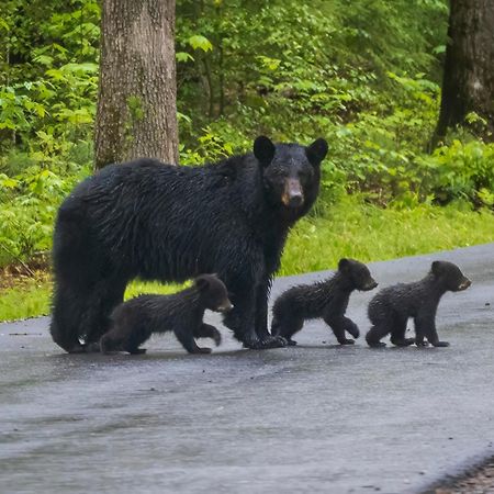 Time To Cuddle, Wifi, Near Pigeon Forge, 1089 Free Tickets Each Paid Day, Dollywood And More 外观 照片